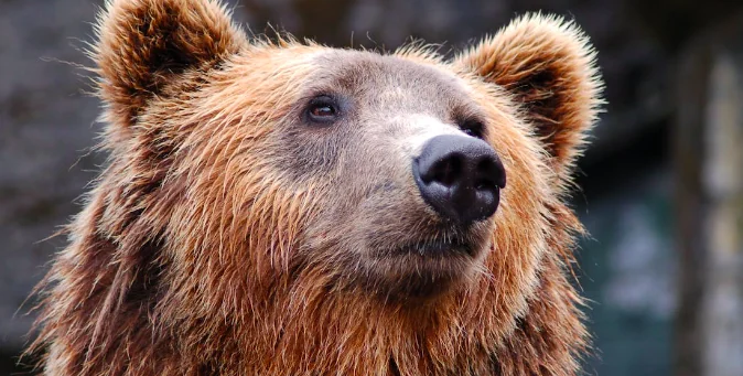 Orsa Jj4: stop con la caccia alle streghe
